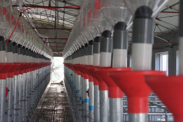 妊娠母豬自動供料系統