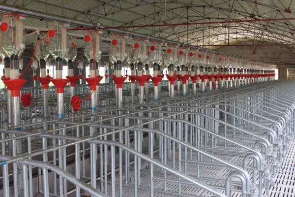 妊娠母豬自動供料系統