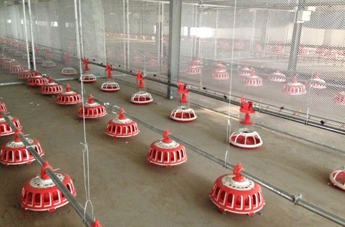 索盤環繞盤式種雞喂料系統